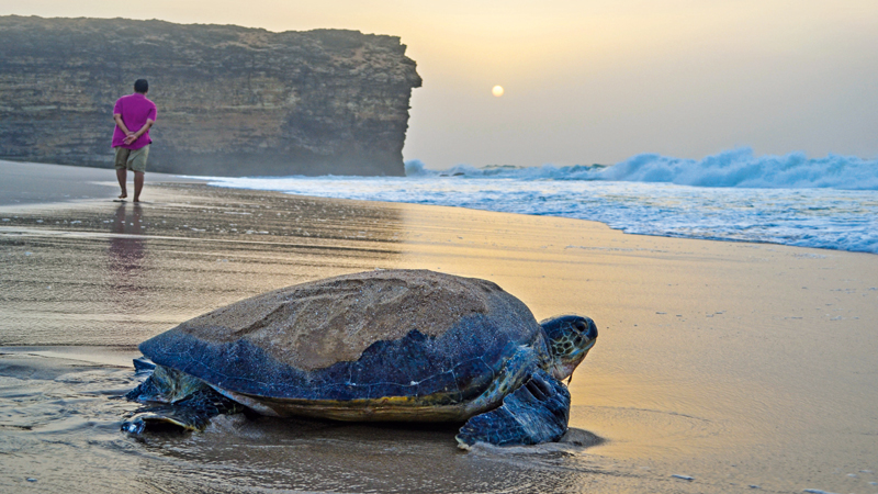 ras-al-jinz-02 ras-al-jinz-02